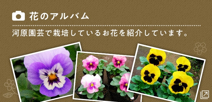 花のアルバム。河原園芸で栽培しているお花を紹介しています。