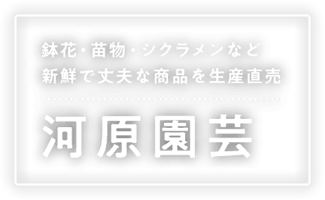 鉢花・苗物・シクラメンなど新鮮で丈夫な商品を生産直売 河原園芸